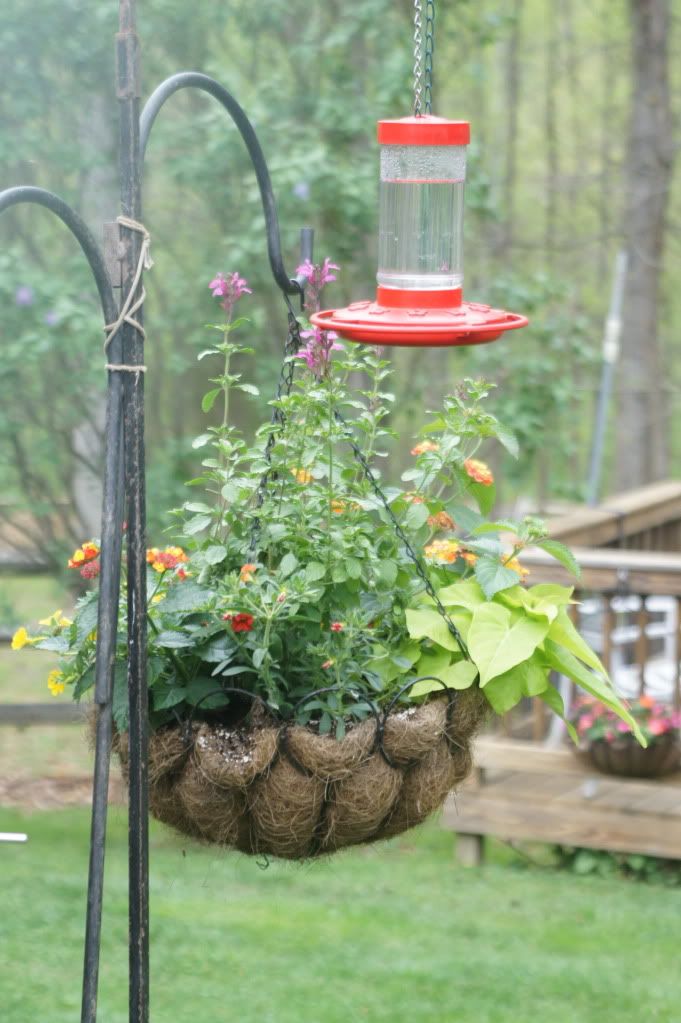hummingbird basket 1
